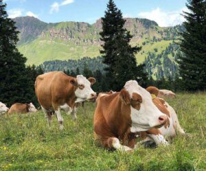 Organic Fresh Fruits